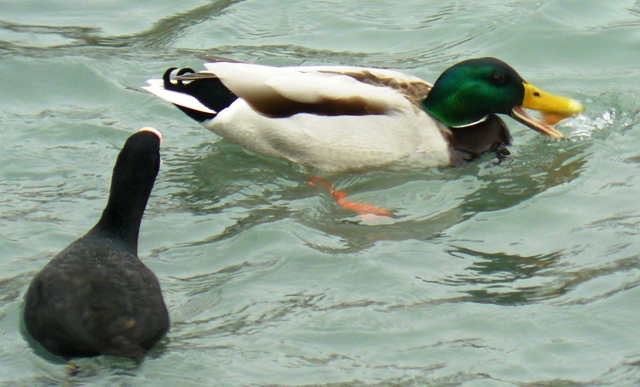 Евпатория птицы Крыма Евпатория птицы Крыма