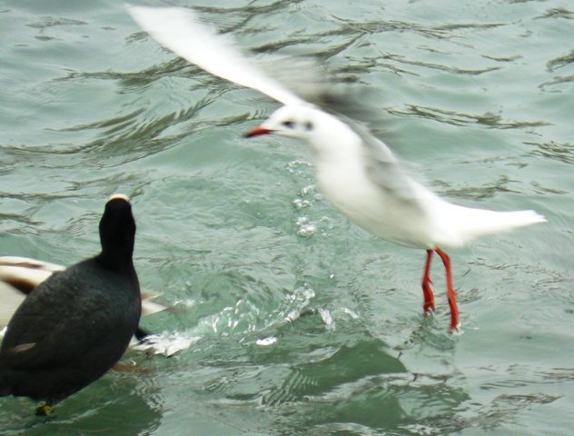 Евпатория птицы Крыма Евпатория птицы Крыма