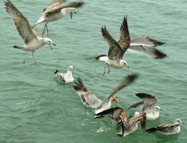 Евпатория птицы Крыма Евпатория птицы Крыма