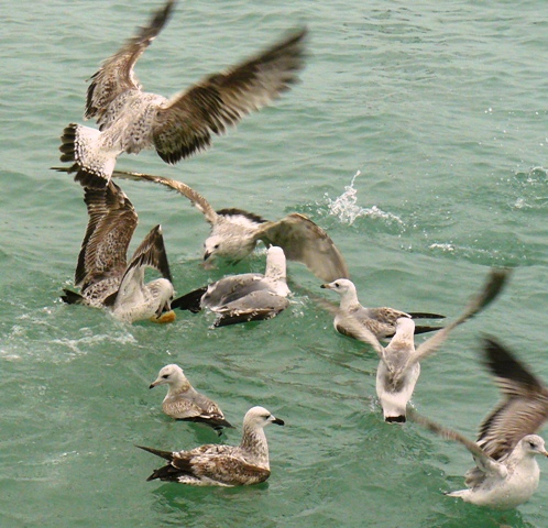 Евпатория птицы Крыма Евпатория птицы Крыма