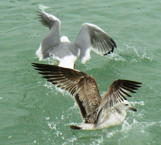 Евпатория птицы Крыма Евпатория птицы Крыма