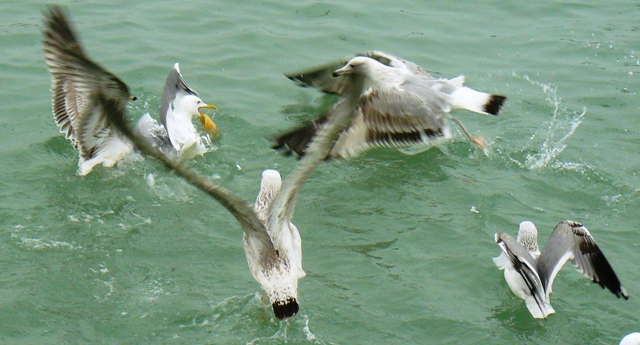 Евпатория птицы Крыма Евпатория птицы Крыма