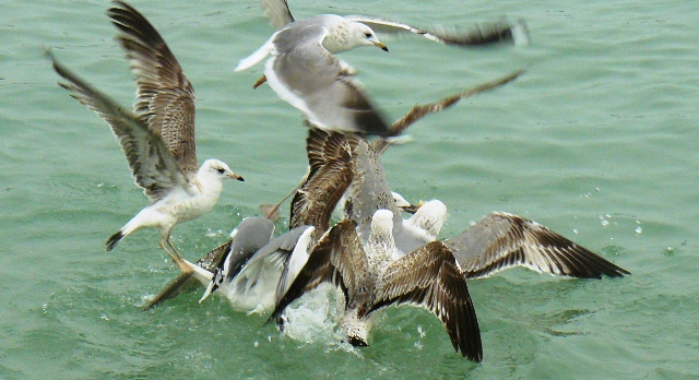 Евпатория птицы Крыма Евпатория птицы Крыма