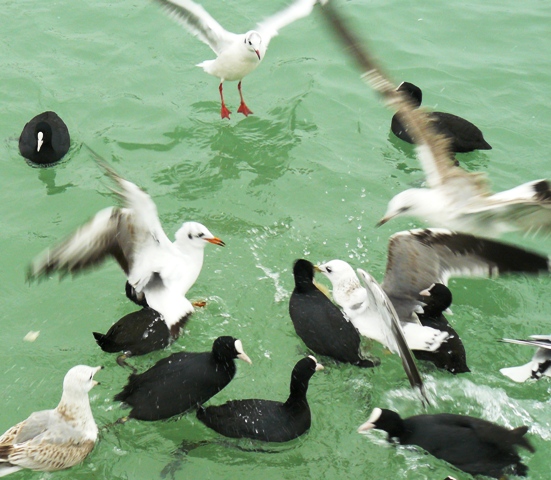 Евпатория птицы Крыма Евпатория птицы Крыма