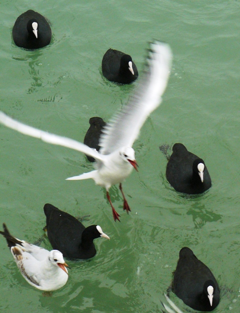 Евпатория птицы Крыма Евпатория птицы Крыма