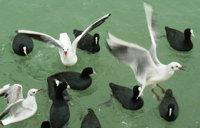 Евпатория птицы Крыма Евпатория птицы Крыма