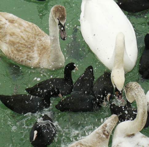 Евпатория птицы Крыма Евпатория птицы Крыма