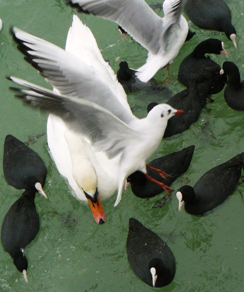 Евпатория птицы Крыма Евпатория птицы Крыма