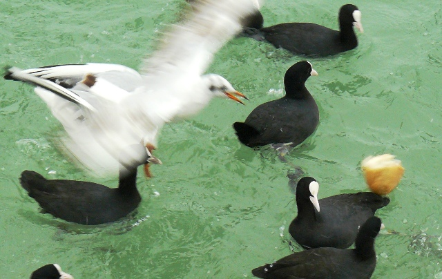 Евпатория птицы Крыма Евпатория птицы Крыма