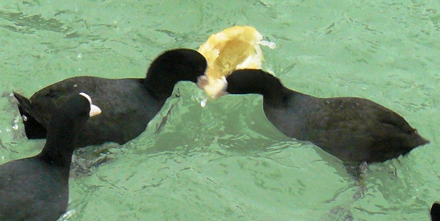 Евпатория птицы Крыма Евпатория птицы Крыма