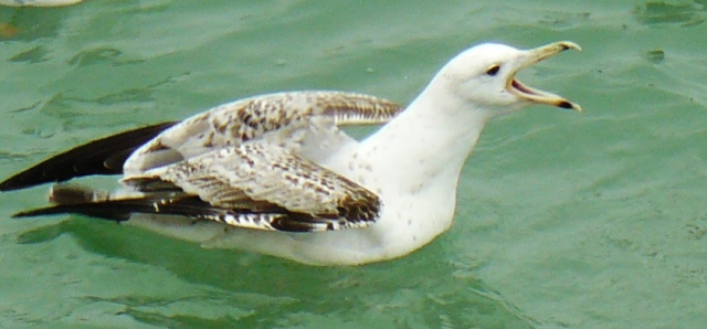 Евпатория птицы Крыма Евпатория птицы Крыма