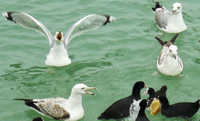 Евпатория птицы Крыма Евпатория птицы Крыма