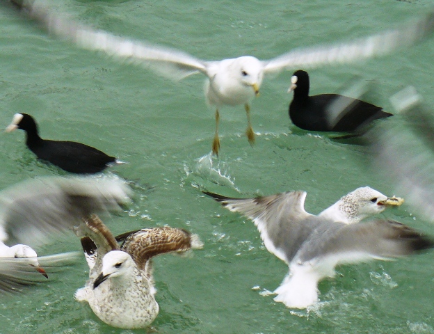 Евпатория птицы Крыма Евпатория птицы Крыма