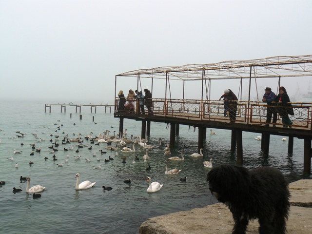 Евпатория птицы Крыма Евпатория птицы Крыма