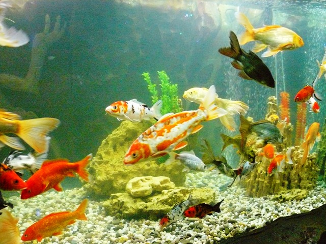 Евпатория 2010 аквариум