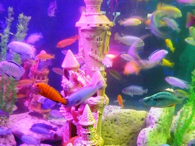 Евпатория-2010 аквариум