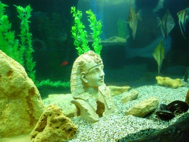 Евпатория-2010 аквариум