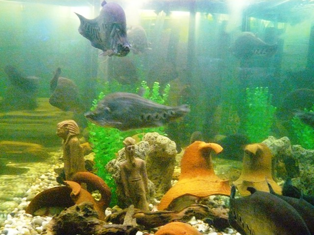 Евпатория - 2010 аквариум