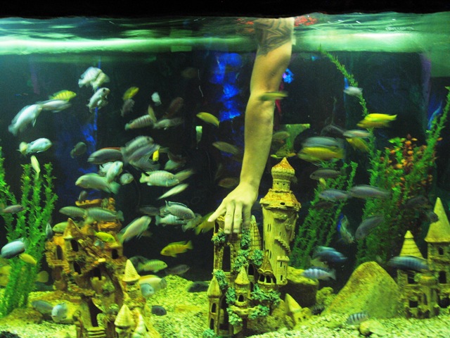 Евпатория аквариум