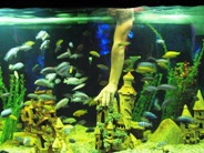 Евпатория аквариум