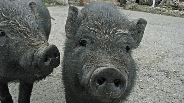 Кавказкие свиньи Кавказкие свиньи