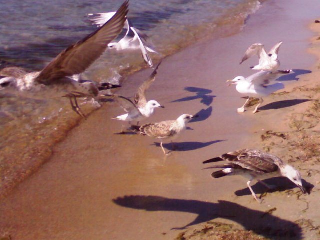 Евпатория чайки 2011