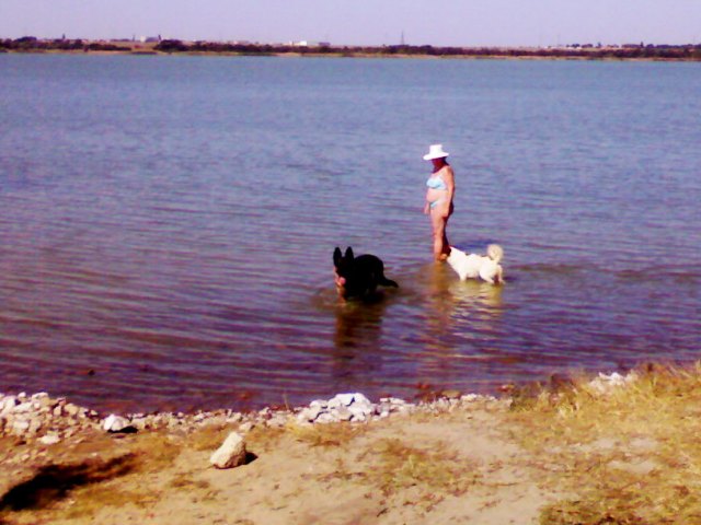 Евпатория Мойнаки собаки в озере