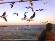 Чайки в Евпатории Чайки в Евпатории