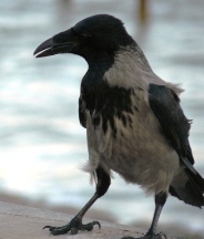 Серая ворона Евпатория Серая ворона Евпатория